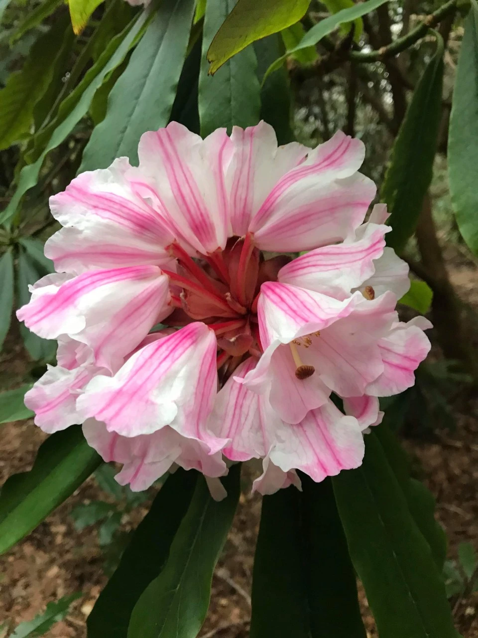 R. calophytum